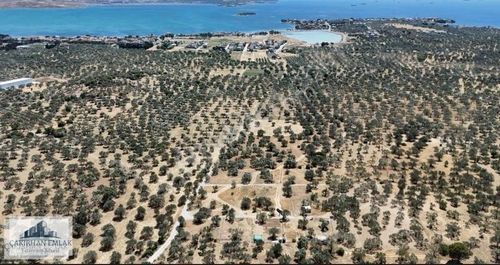 Şakran Merkezde Denize Ve Göle Yakın Satılık Zeytinlik