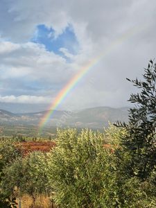Çal İsebeylide Satılı Ceviz Bahcesi