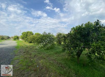 Arsa-Konut İmarlı