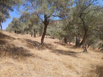 Bayındır Karapınar'da Satılık Köye Yakın Uygun Zeytinlik