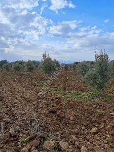 Karakaş Dan Karasonya Mh Akhisar A 5 Km De Suyu Var 5 Dönüm