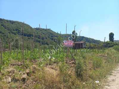 Arsa-Depo, Antrepo İzinli