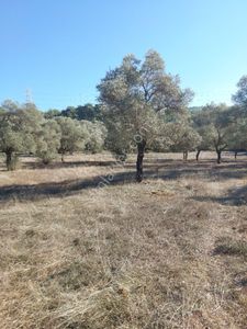 Bodrum Pınarlıbelen Mahallesinde Satılık Zeytinlik