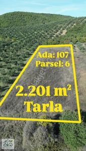 Bursa Teknosab Mudanya Evciler'de Satılık 2.201 M² Fırsat Arazi