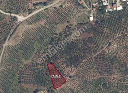 C21 Cius; Muratoba'da Fırsat Zeytinlikyolu Var