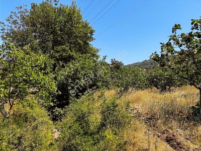 C21 Cius; Muratoba'da Kurtul Göleti Civarı Satılık Zeytinlik