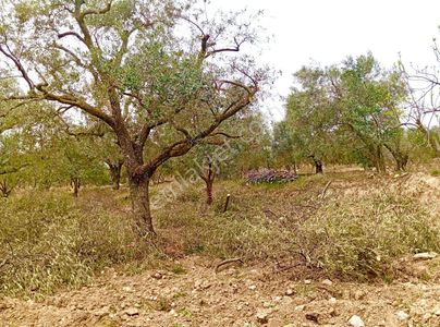 Wisremden Satılık Aydın Buharkent Savcıllıda Satılık Zeytin Bahçesi