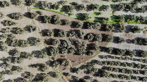 Müstakil Tapulu Resmi Yolu Olan Satılık Zeytinlik