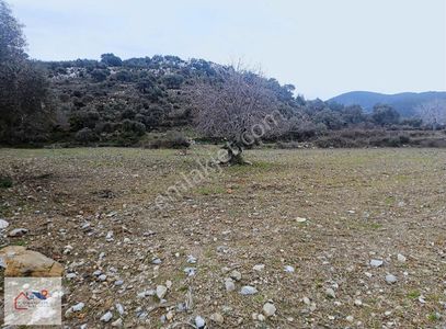 Muğla Milas Sekköy Satılık Tarla