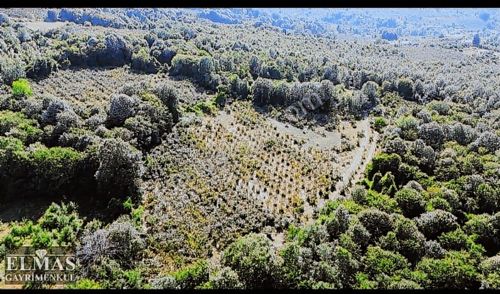 Erenler Kayalarmemduhiye Mah. 13.000 M2 Satılık Fındık Bahçesi