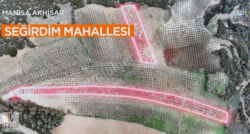 Seğirdim' De Satılık Zeytinlik