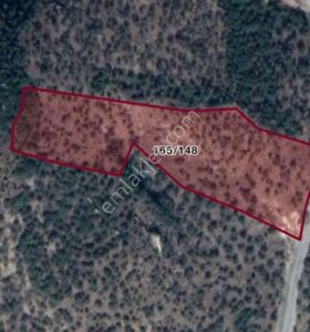 Bayındır'da Bakımlı Zeytinlik