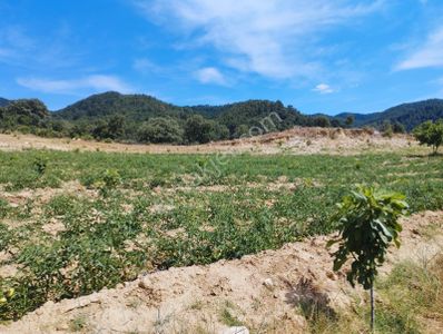 Kuyucak Hazır İncir Bahçesi 37,330 M2