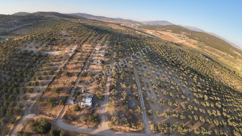 Gerenköyde Kadast. Yola Cepheli 70-80 Ağaçlı Satılık Zeytinli Tarla