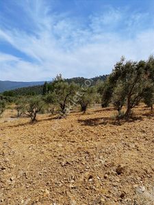 Kemalpaşa Aşağıkızılca Villalar Bölgesi 10 Dönüm Fırsat Zeytinli