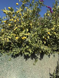 Mersin Erdemli Tırtarda Deniz Manzaralı Villa