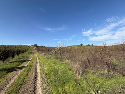 Osmangazi Avdancık’da Satılık Meyve Bahçesi