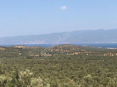 Rw Nefes'ten Pelitköy'de Deniz Manzaralı 5100 M² Zeytinlik