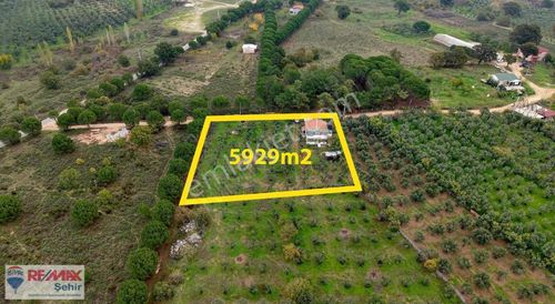 Remax'tan Mecidiye'de 5929 M² Zeytinlik İçinde Müstakil Ev