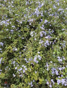 Arsa-Ticari İmarlı