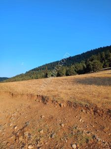 Mersin Toroslar Horozlar Degnekli Ana Yola Satılık Tarla