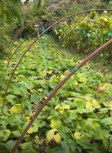 441 M² Kestel İmarlı Arsamız