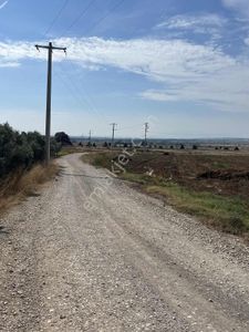 Karacabey Dağkadı Köyünde Satılık Zeytinlik