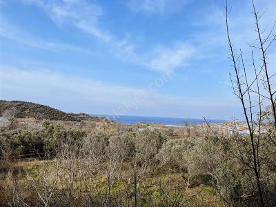 Bandırma Sahilyenice'de Deniz Manzaralı Sahile Yakın Zeytinlik