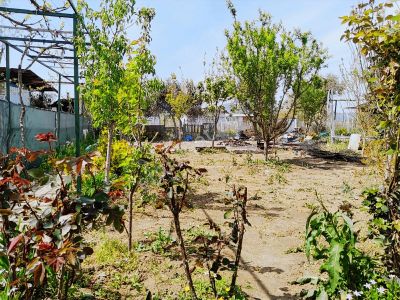 Değirmendere'de Ağaçları,çiçekleri.bahçesi Dikili Hobi Bahçesi