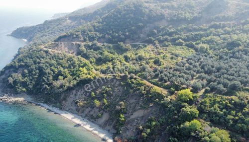 Esenköyde 7868 M2 Full Deniz Manzaralı Tarla