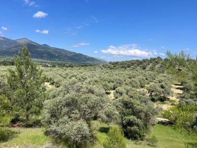 Arsa-Zeytinlik