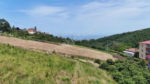 Trabzon Akçaabat Darıcada Satılık 2376 M2 Arazi