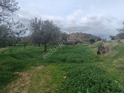 Sancak Emlaktan Hacı Hüseyinler Köyünde Fırsat Zeytinlik