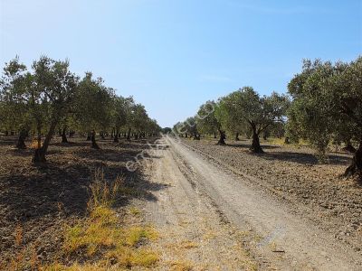 Çobanhasan Mahallesinde 9.268 M2 6 Tapu Tek Fiyata Sulu Arazi