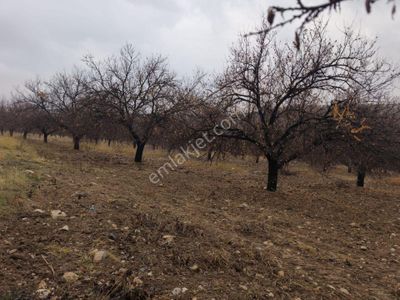 Akçadağ Örende Satılık Bitişik Yanyana İki Bahçe