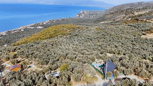 Realty Nexus'dan İznik Göllüce'de Fırsat Göl Manzaralı Zeytinlik