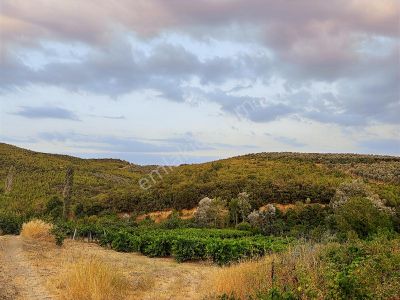 Rw Land Gayrimenkul Çağrışan 1/1000lik Planda Villa İmarlı Arazi