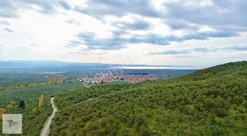 ▓tunaboyludan Doğanın Kalbinde Kaçmaz Fırsat1000m2*zeytinlik▓
