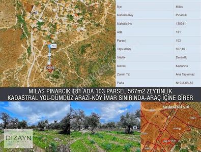 Milas Pınarcıkta Köy İmar Sınırında Dümdüz 567m2 Zeytinlik