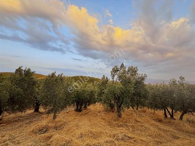Rw Land Gayrimenkul Çağrışan 1/1000lik Planda Villa İmarlı Arazi