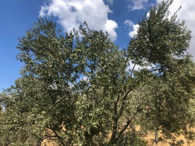 Rw Nefes'ten Taylıeli'nde Kadastral Yola Cephe Zeytinlik