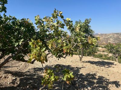 Hakev'den Adıyaman Merkez Şerefli Köyünde Satılık 6.250 M2 Tarla