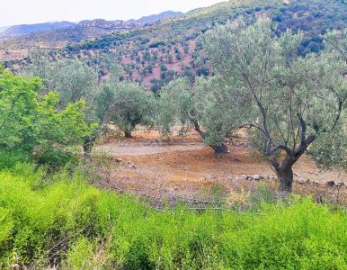 İzmir Bergama'da 18.165 M2 Tek Tapulu Arazi