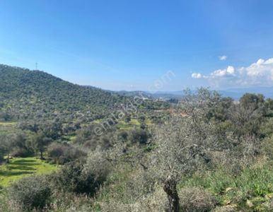 Milas'ta Havaalanı Yanında Tek Tapulu 23.872 M2 Satılık Arazi