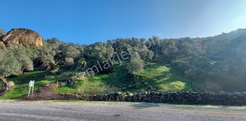 Çine'de Tek Tapulu Yola Sıfır 3660 M2 Yatırımlık Zeytinlik