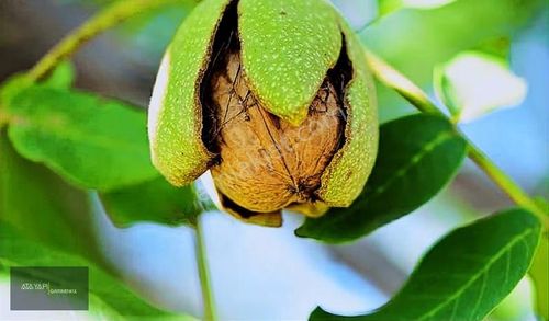 Ata Yapı'dan Bozkurt'ta 9 Dönüm Verimli Ceviz Bahçesi