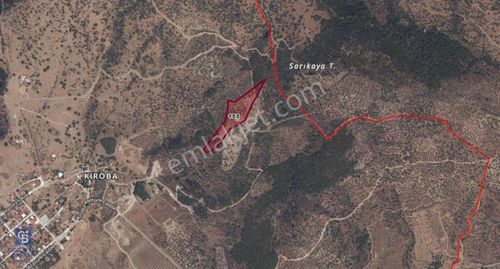 C.b Route'tan Kıroba'da Satılık Zeytinlik