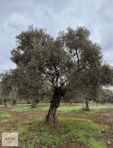 Bayındır Furunlu Yolu Üzeri Zeytinlik