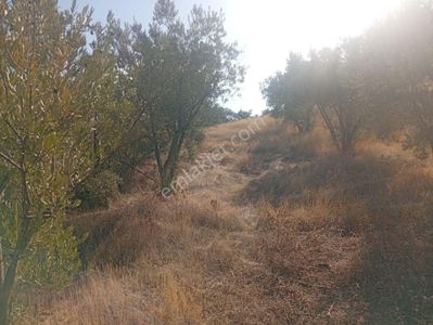 Aydın Yenipazar Direcik Köyünde Satılık