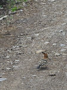 Alanya Küpçü Mahallesinde Satılık Doga Manzaralı Badem Bahçesi